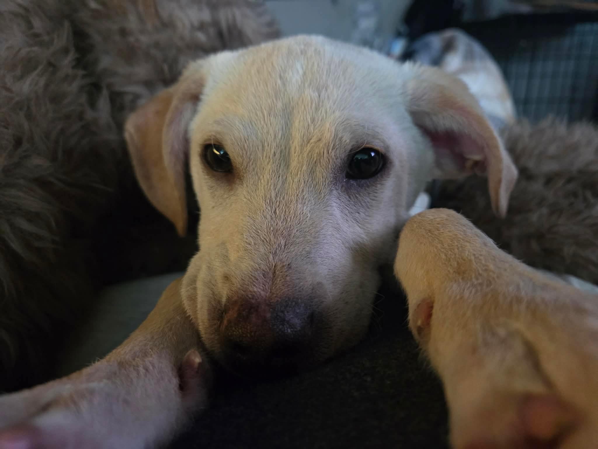 Enlarge Elf, a Adoptable Mixed Breed in Puyallup, WA image 5/6