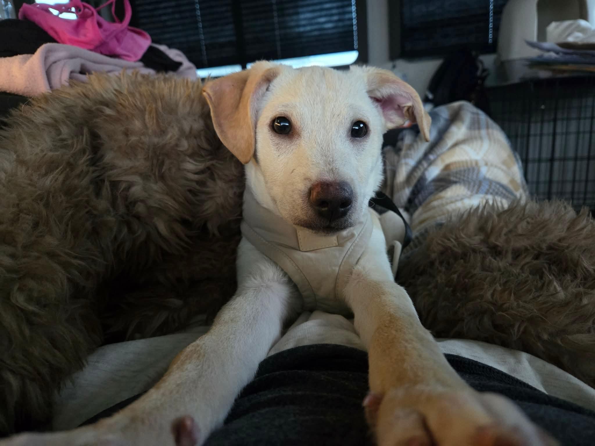 Enlarge Elf, a Adoptable Mixed Breed in Puyallup, WA image 1/6