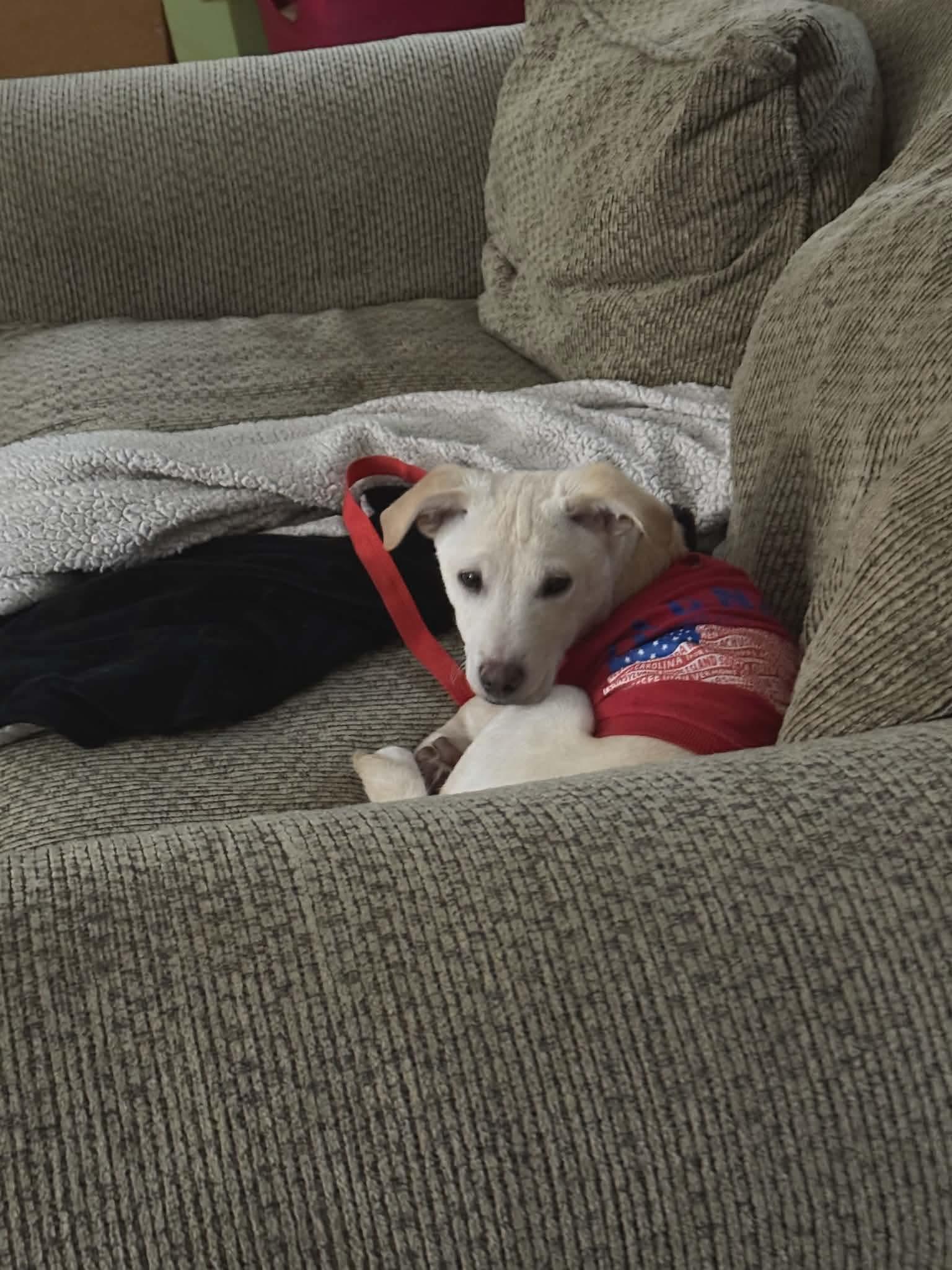 Enlarge Elf, a Adoptable Mixed Breed in Puyallup, WA image 3/6