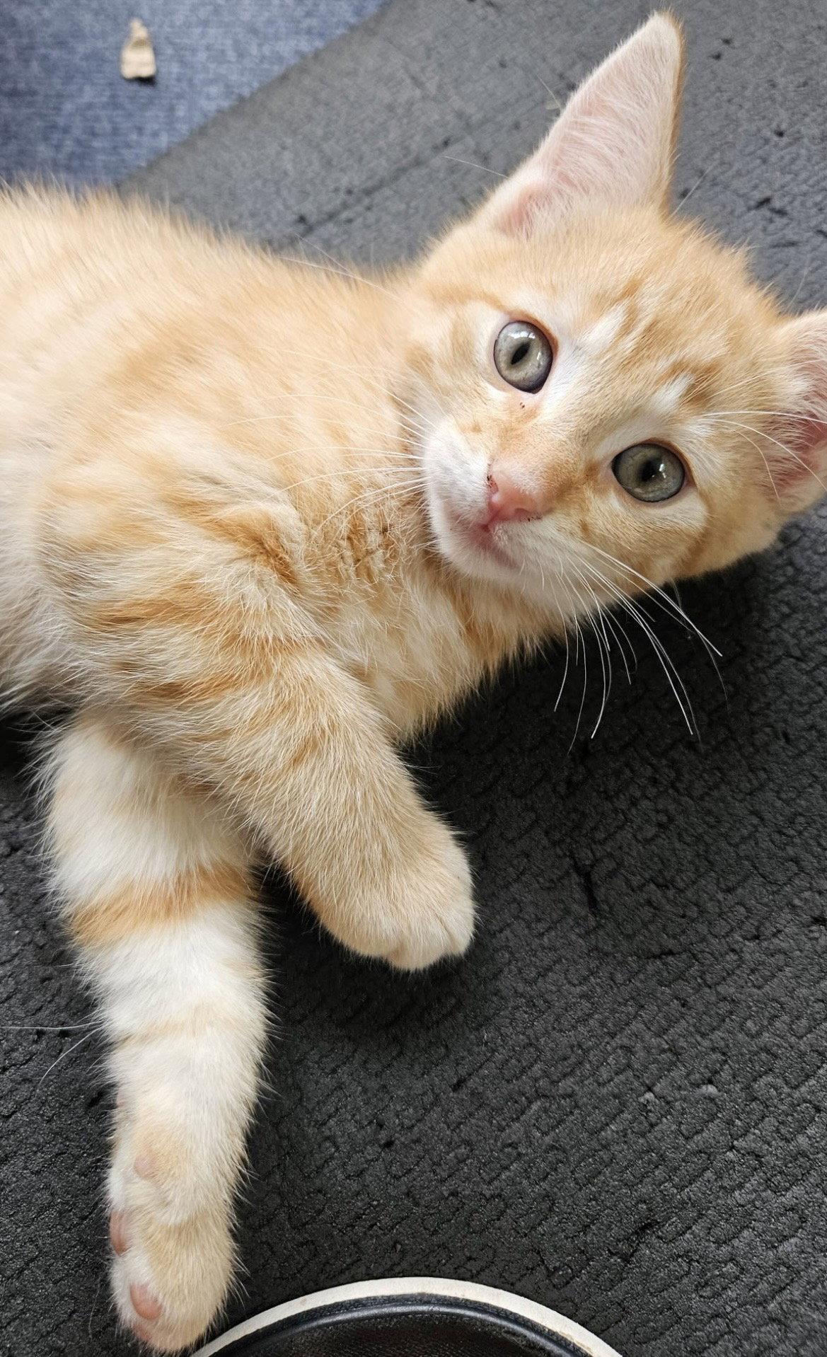 Shine, Adopted, Kitten Female Domestic Short Hair.