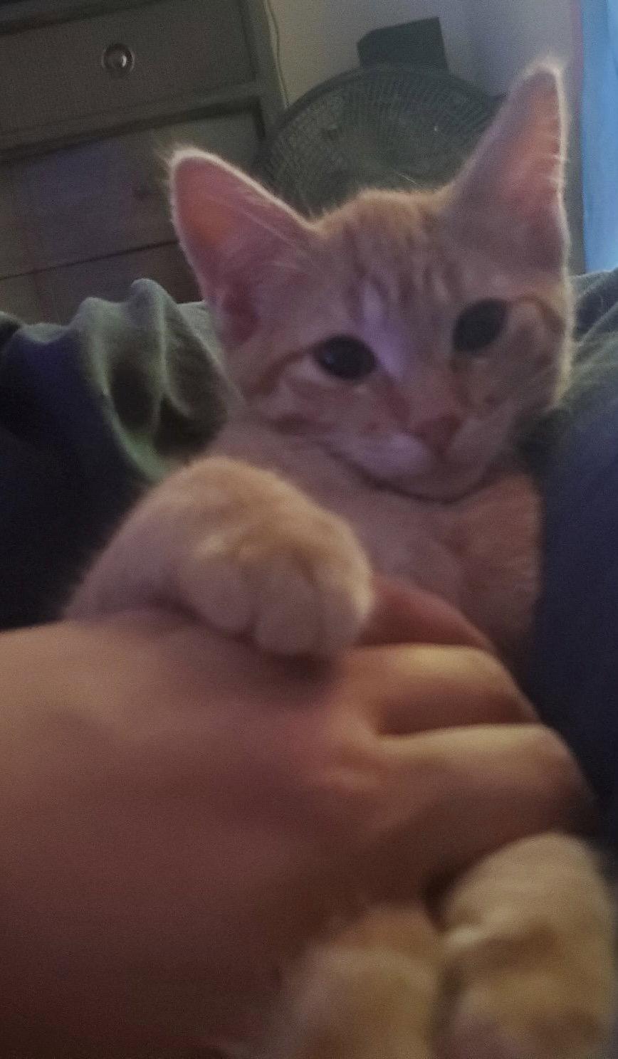 Enlarge Shine, a Adopted Domestic Short Hair in Walled Lake, MI image 2/3
