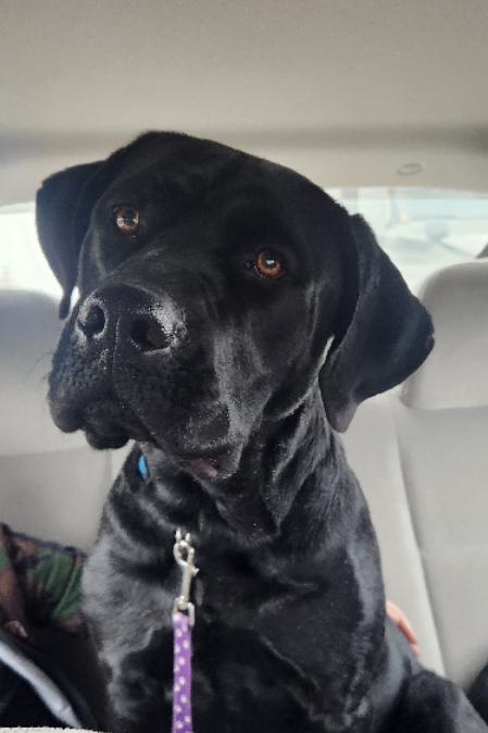 Enlarge Roxy, an adopted mixed breed in Omaha, NE image 1/2