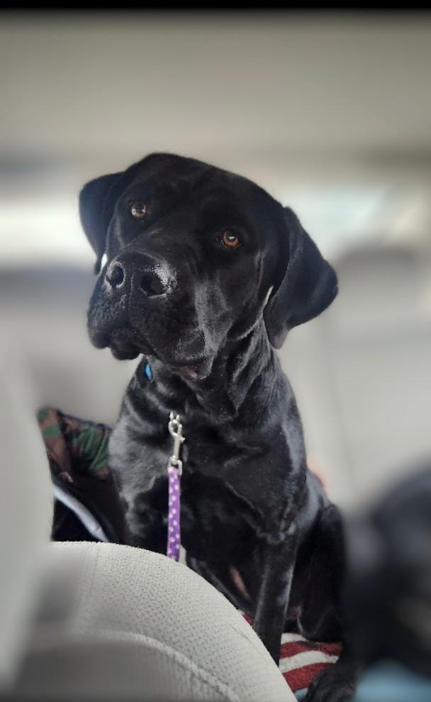 Enlarge Roxy, an adopted mixed breed in Omaha, NE image 2/2