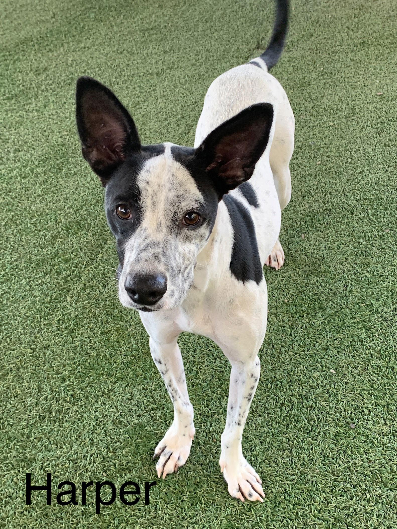 Enlarge Harper, a Adoptable Terrier in Pipe Creek, TX image 1/6