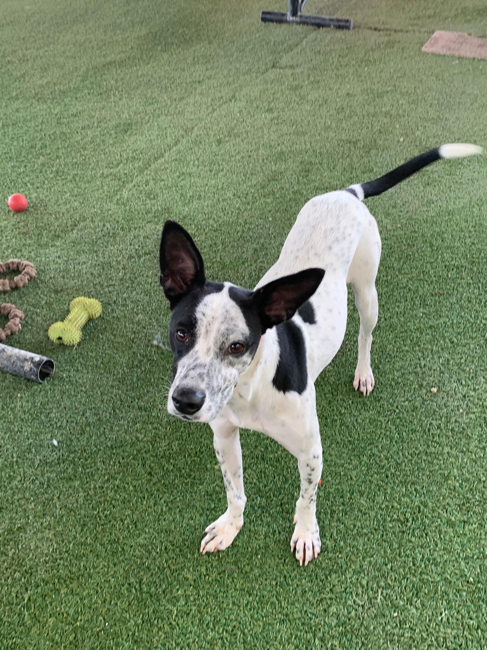 Enlarge Harper, a Adoptable Terrier in Pipe Creek, TX image 2/6