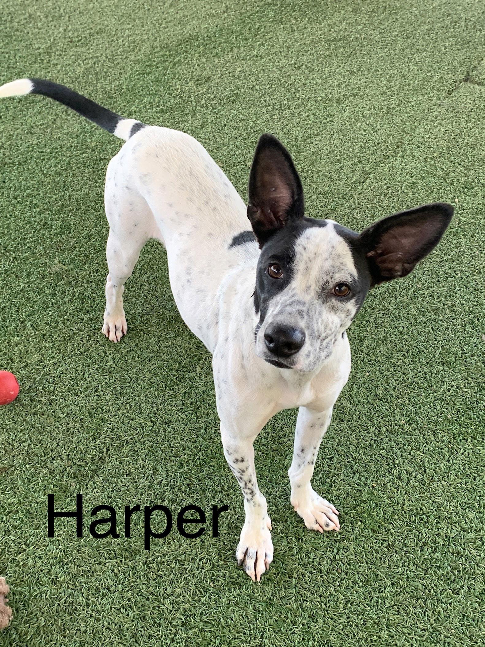 Enlarge Harper, a Adoptable Terrier in Pipe Creek, TX image 3/6