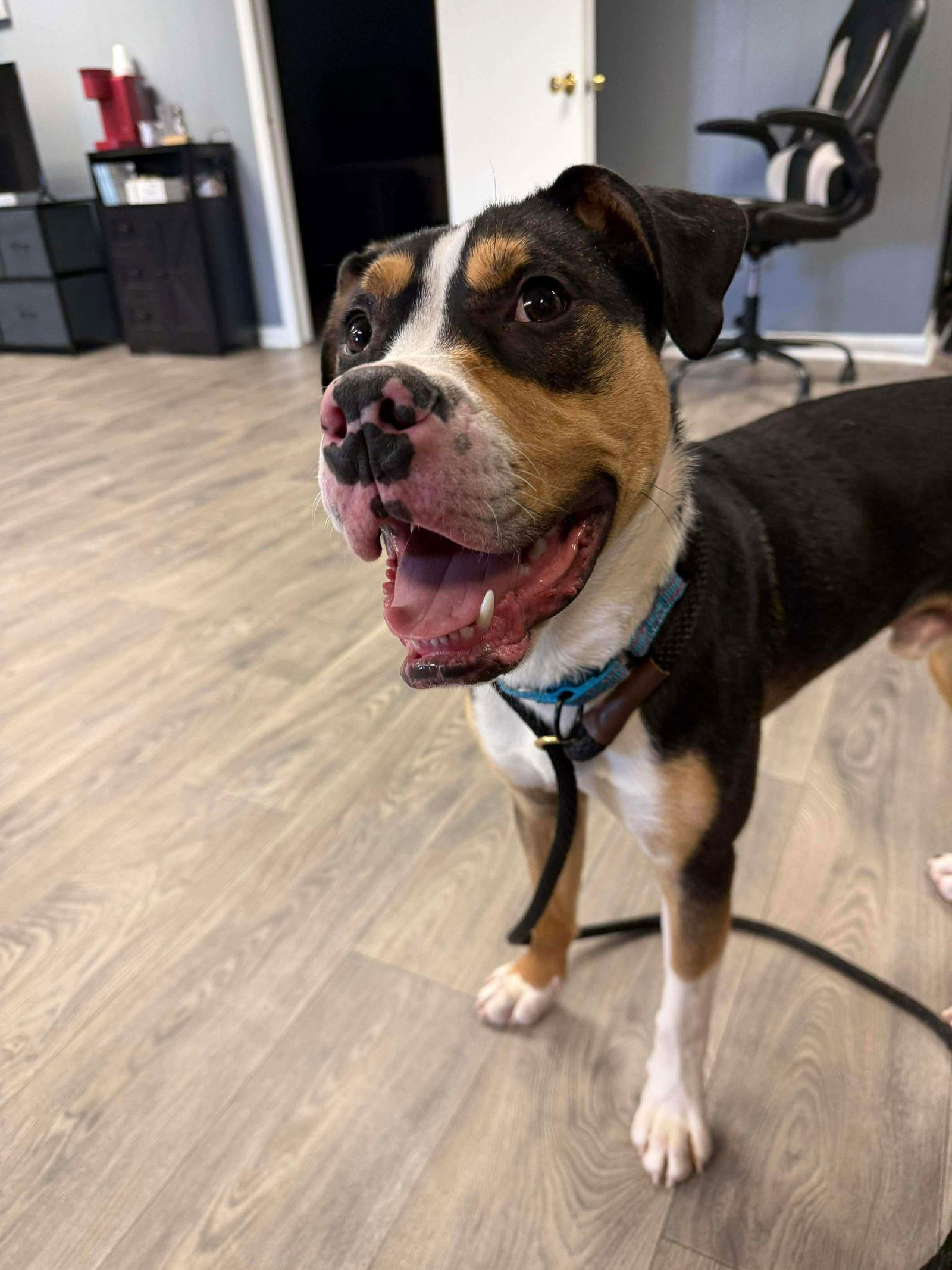 Cupid, Adoptable, Young Male Mixed Breed.