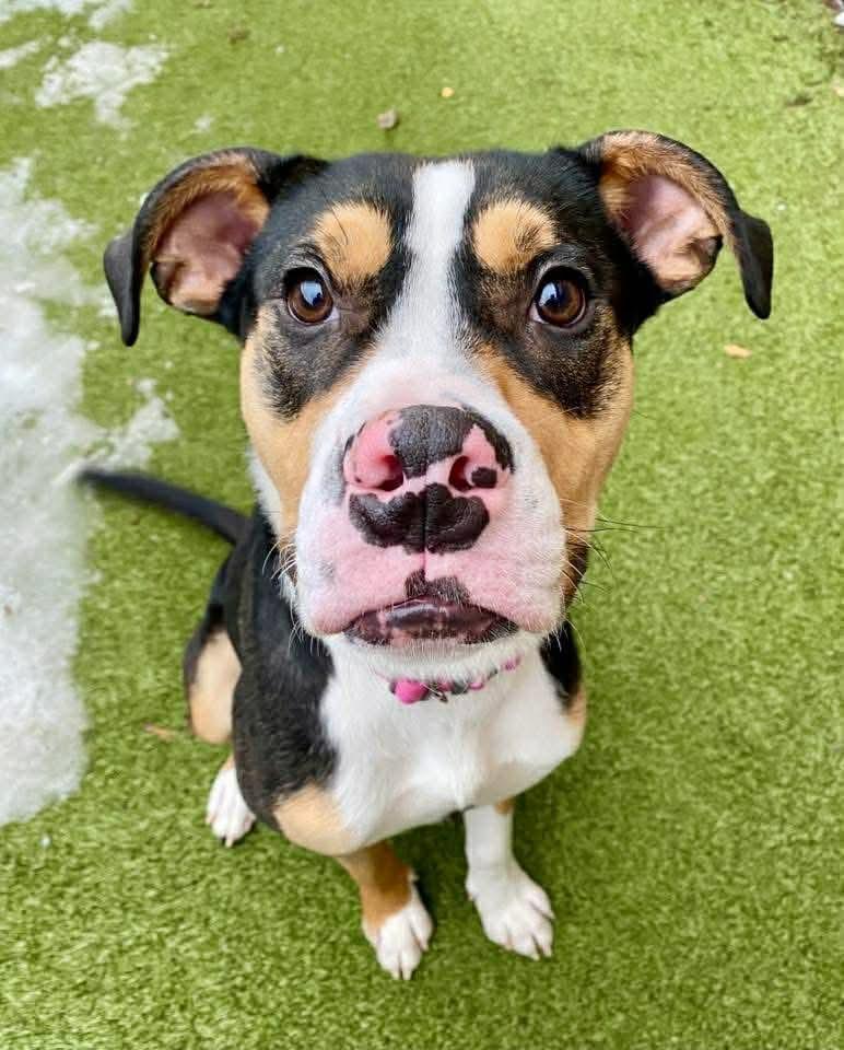 Enlarge Cupid, a Adoptable Mixed Breed in Duluth, MN image 2/3