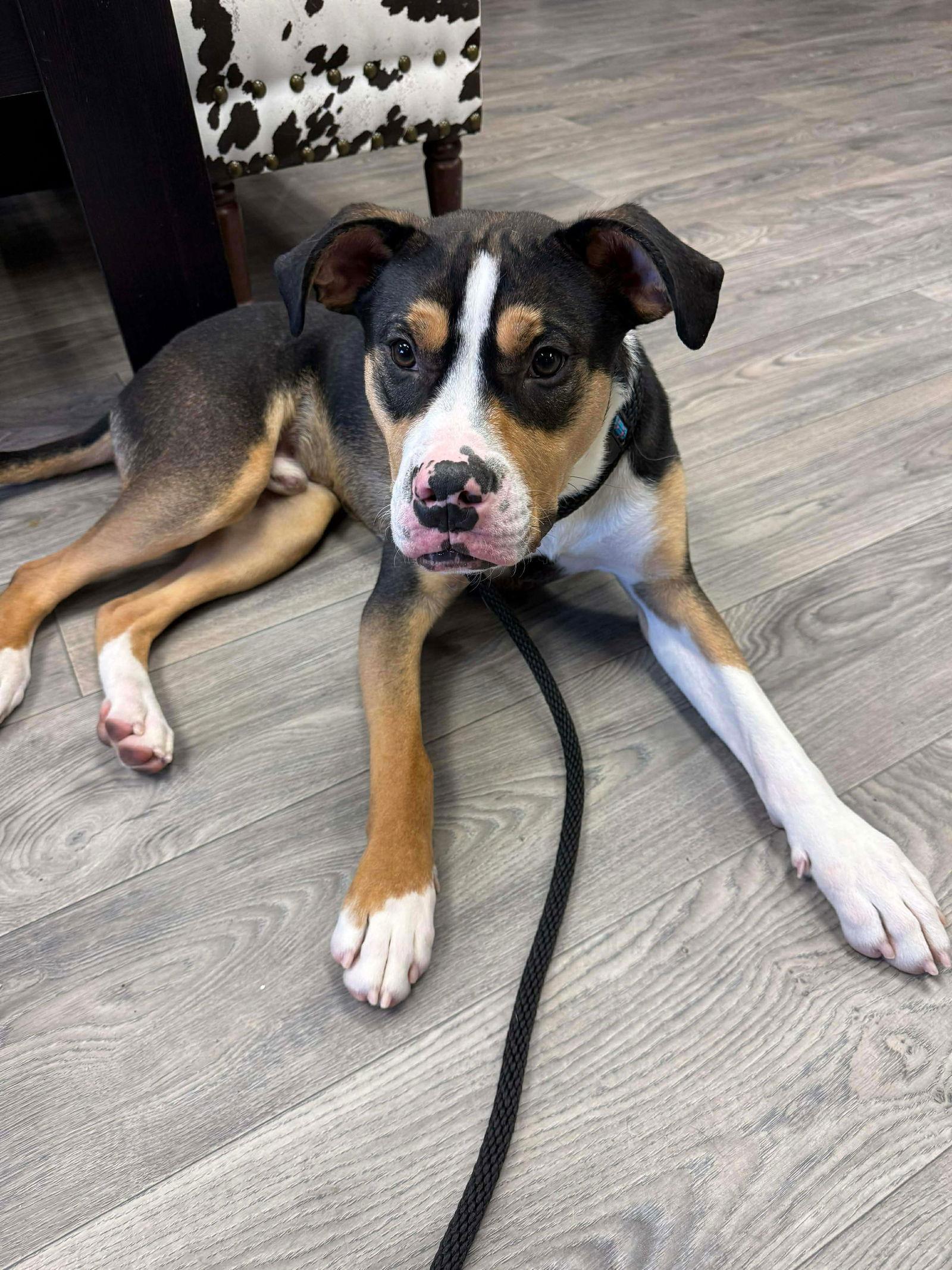 Enlarge Cupid, a Adoptable Mixed Breed in Duluth, MN image 3/3