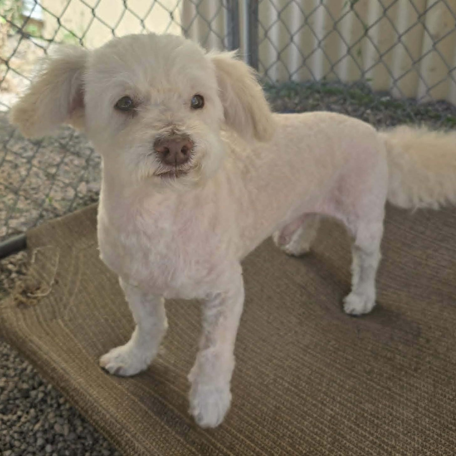 Woolly , an adoptable Miniature Poodle in Marana, AZ image 4/6