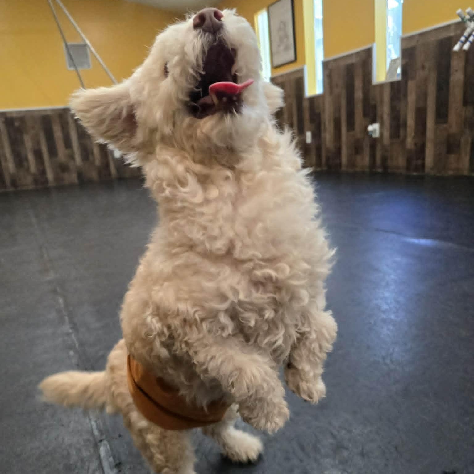 Enlarge Woolly , an adoptable Miniature Poodle in Marana, AZ image 2/6