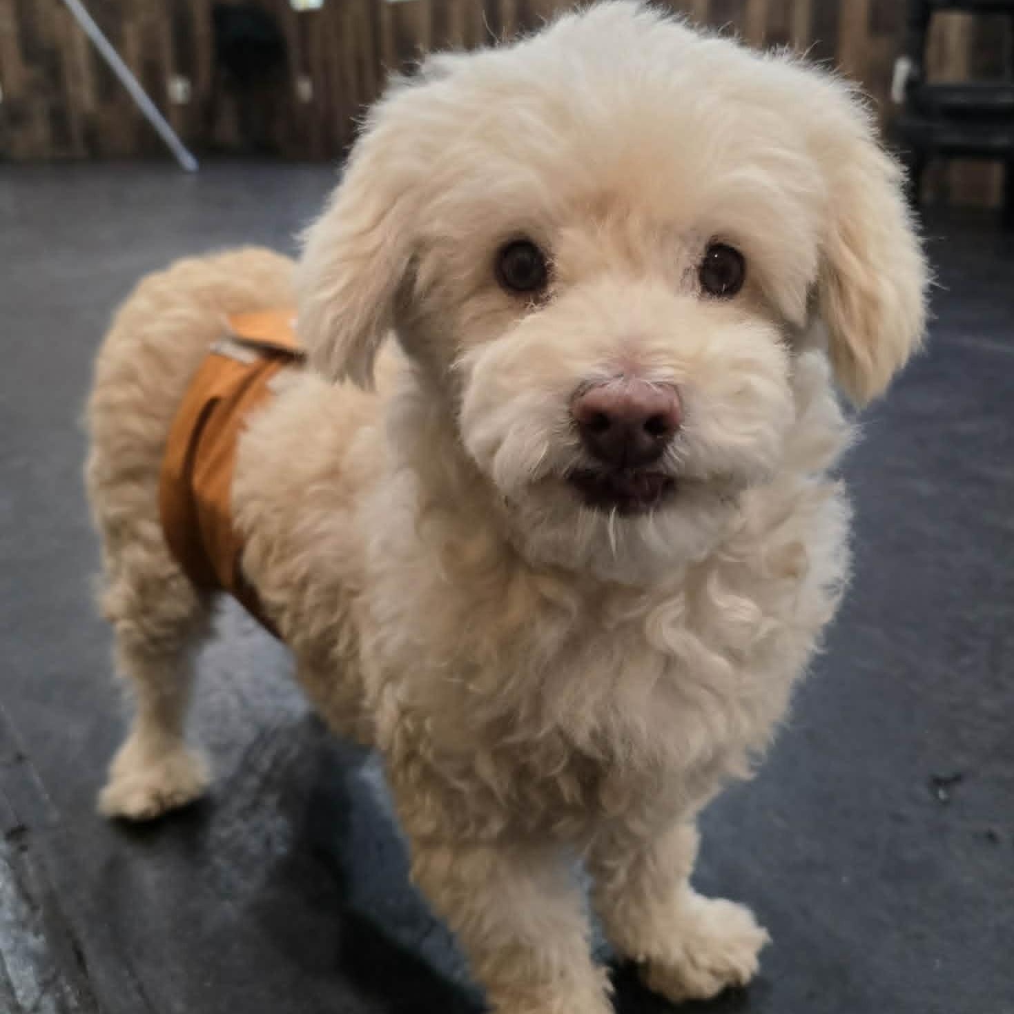 Enlarge Woolly , an adoptable Miniature Poodle in Marana, AZ image 5/6