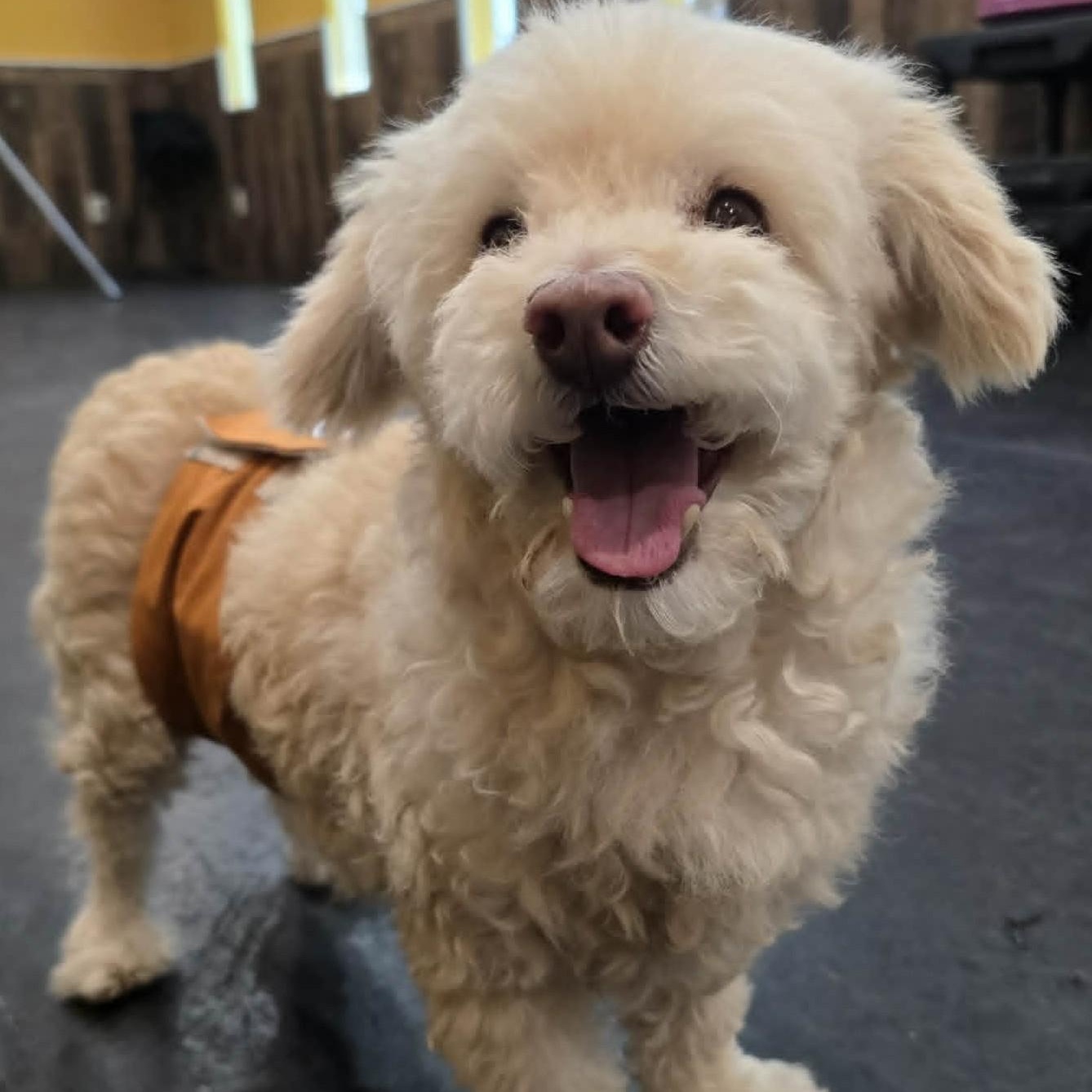 Woolly , adoptable, Adult Male Miniature Poodle.
