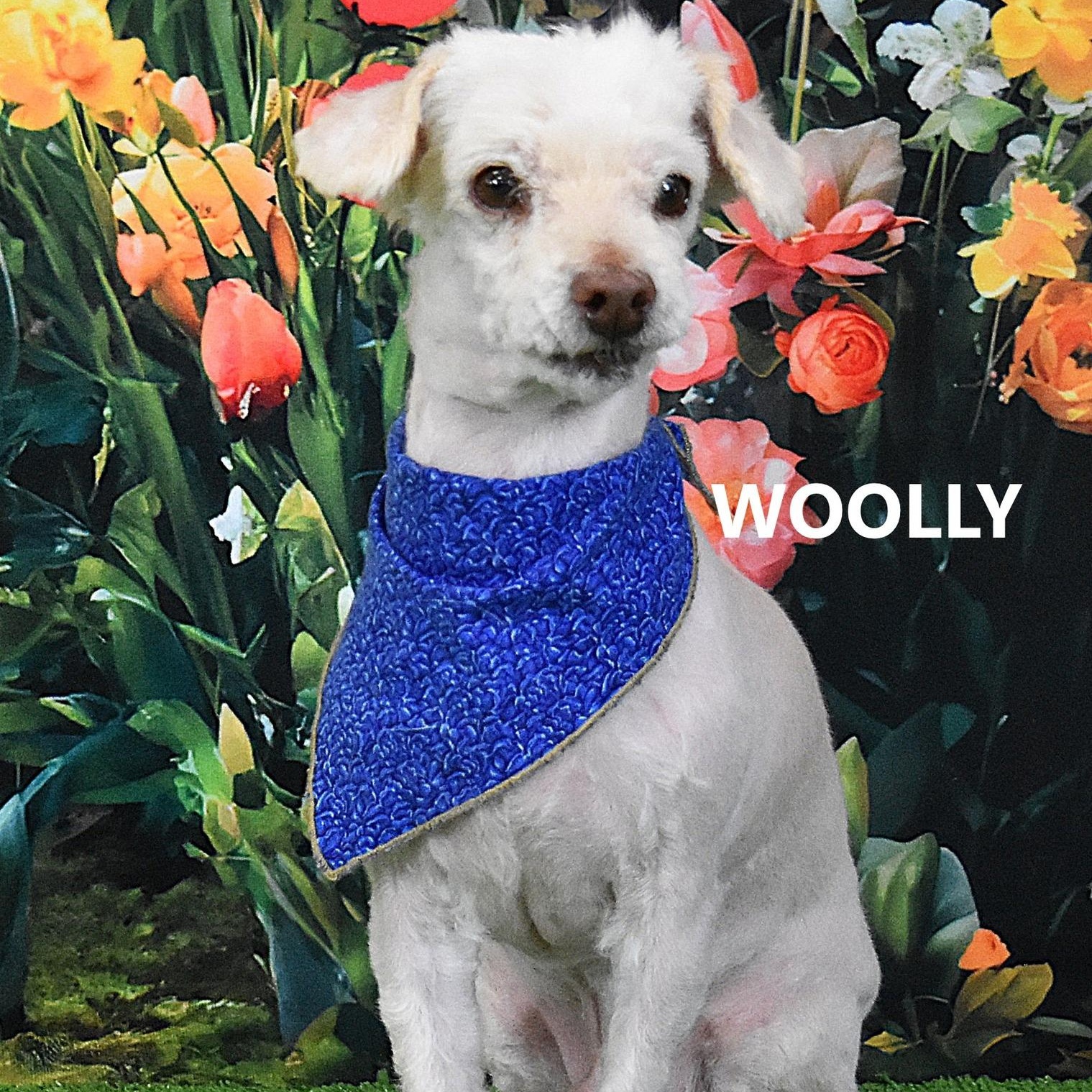 Woolly , ADOPTABLE, Adult Male Miniature Poodle.