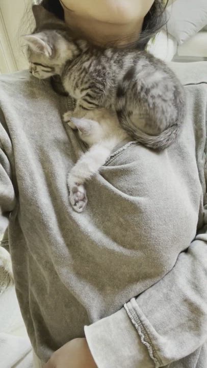 Enlarge Cream, a Adopted mixed breed in Malibu, CA video 5/9