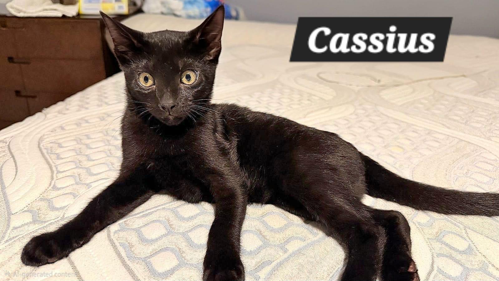 Enlarge Cassius, a Adoptable American Shorthair in New Castle, DE image 2/2