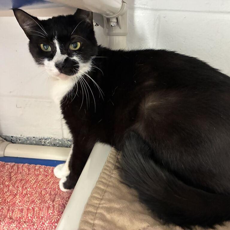 Mulberry, Adoptable, Adult Male Domestic Short Hair.