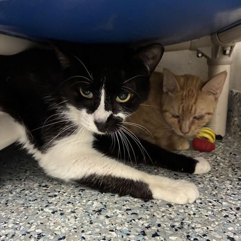Mulberry, a Adoptable Domestic Short Hair in Dayton, OH image 2/3