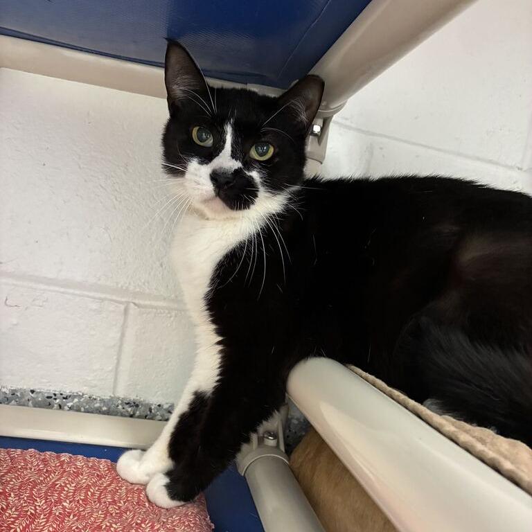 Mulberry, a Adoptable Domestic Short Hair in Dayton, OH image 3/3