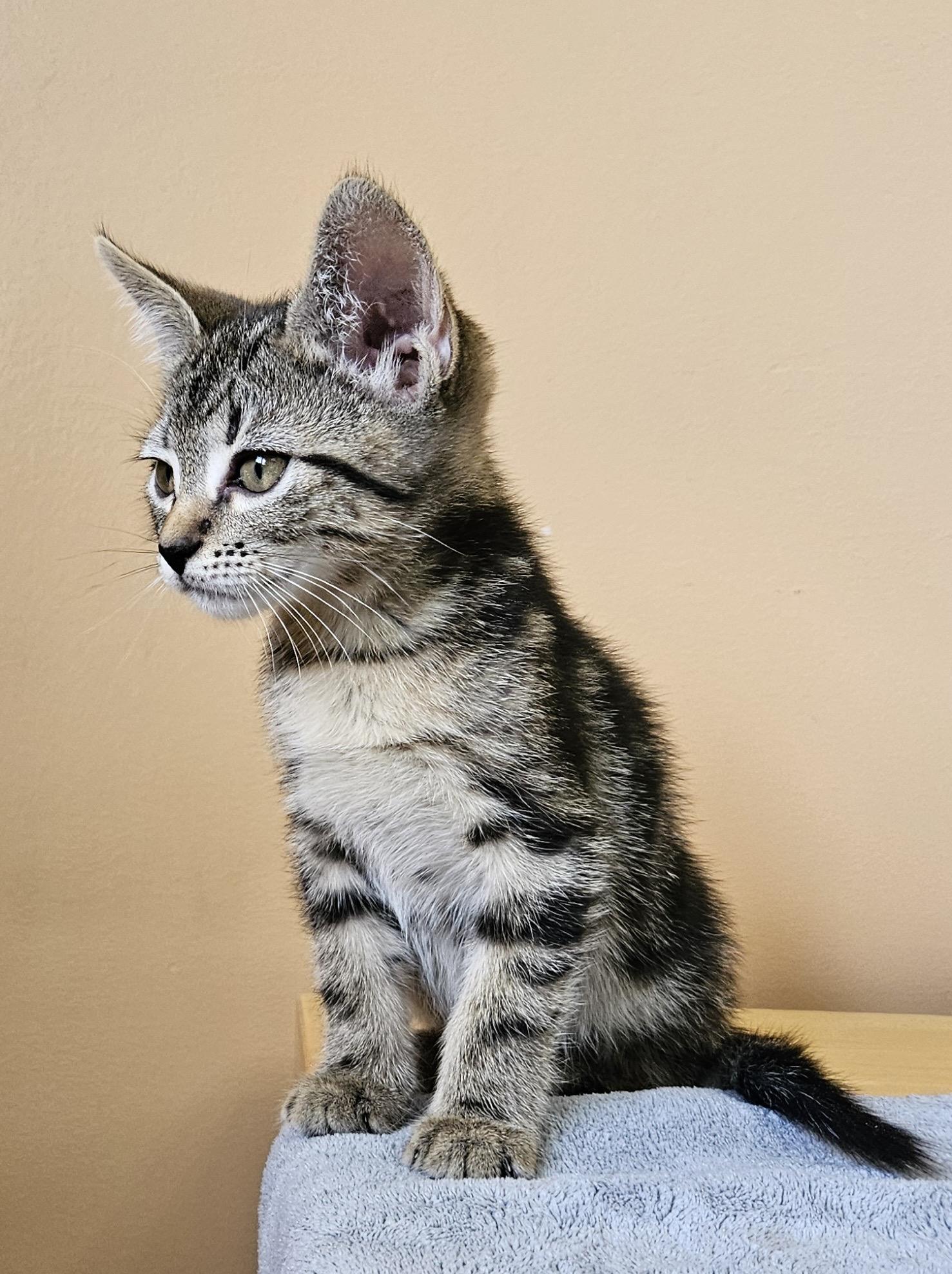 Leaf, an adoptable Domestic Short Hair in Cranbrook, BC, V1C 6P7 | Photo Image 1