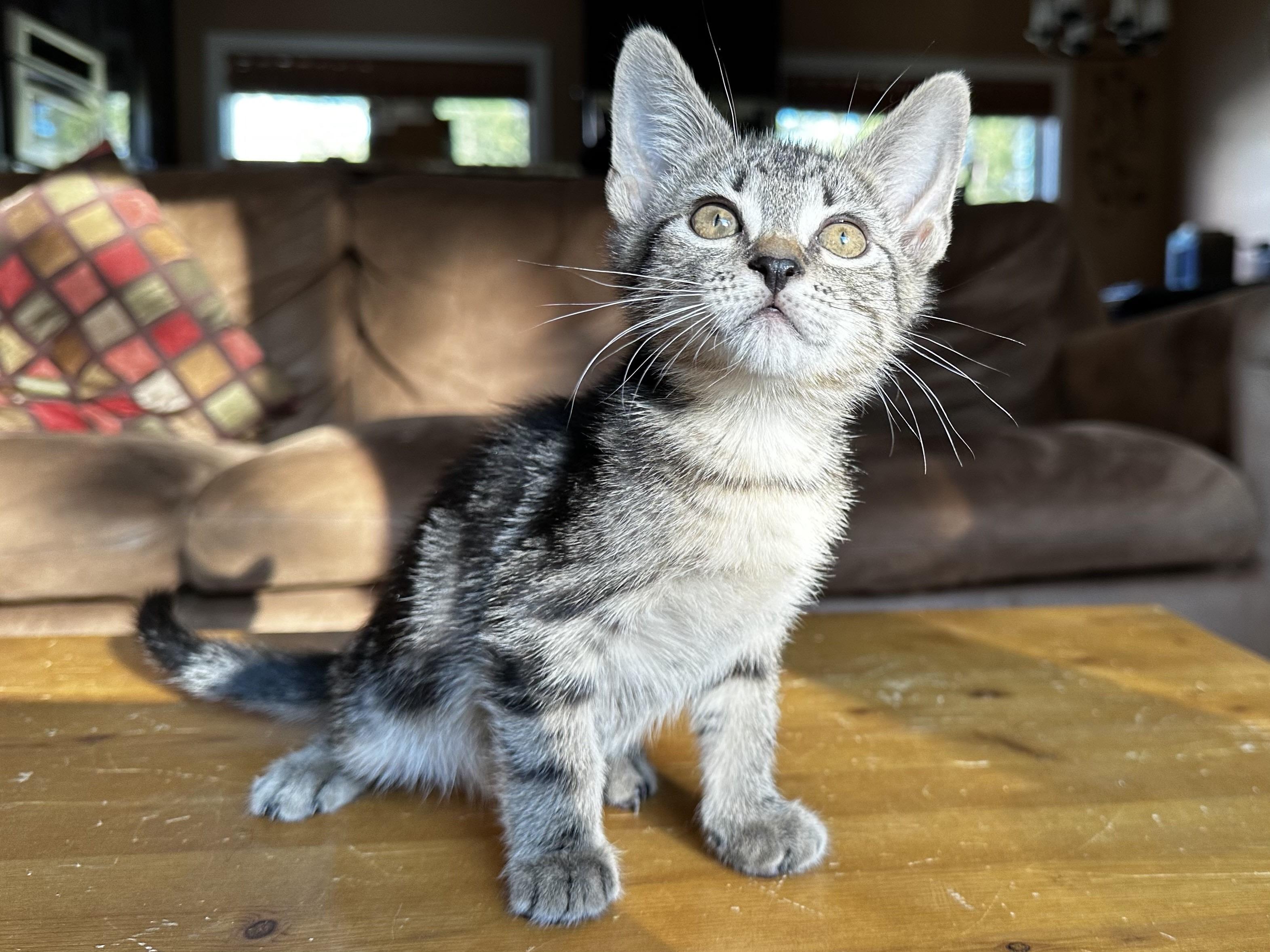 Leaf, an adoptable Domestic Short Hair in Cranbrook, BC, V1C 6P7 | Photo Image 6