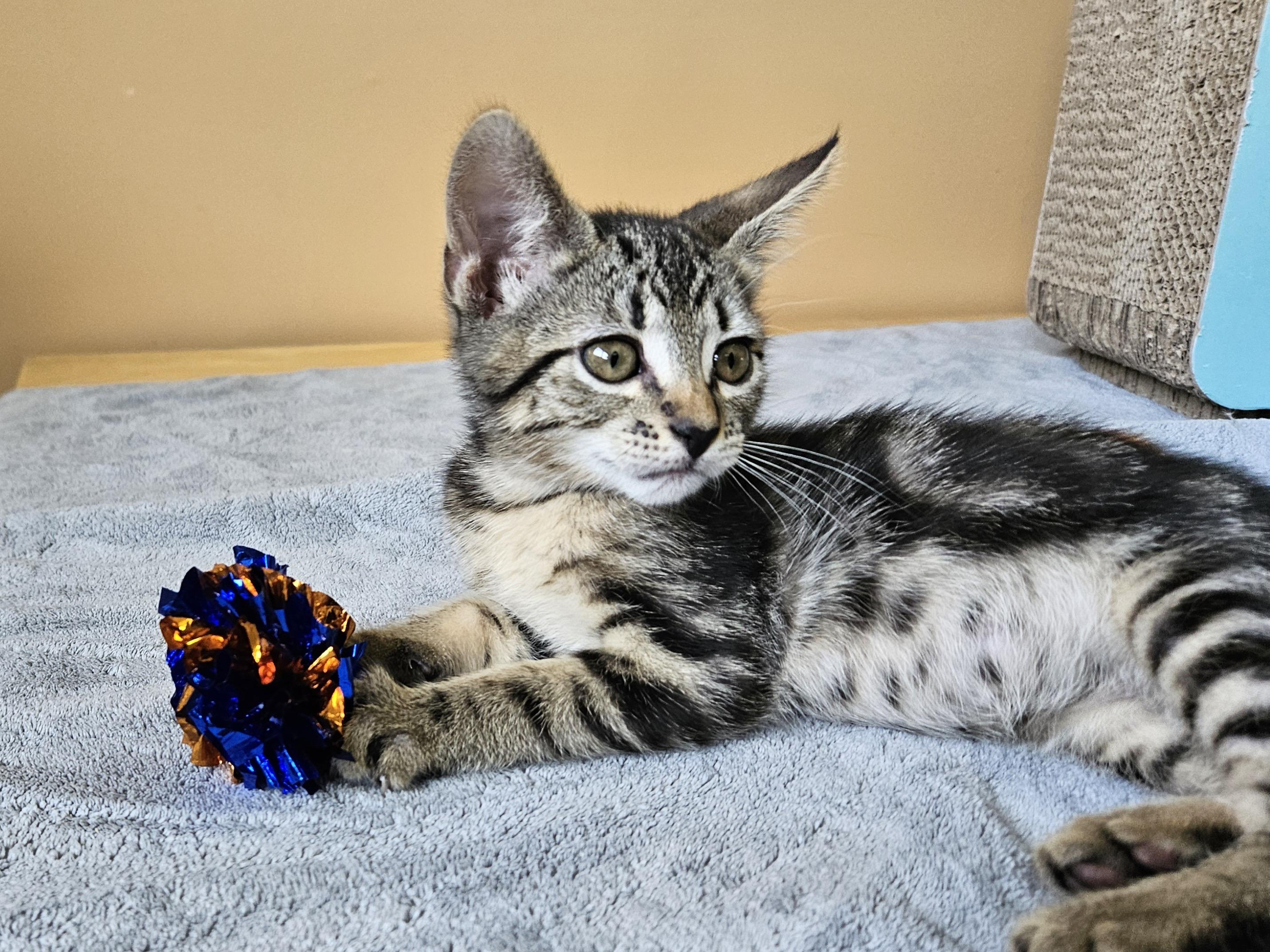 Leaf, an adoptable Domestic Short Hair in Cranbrook, BC, V1C 6P7 | Photo Image 4