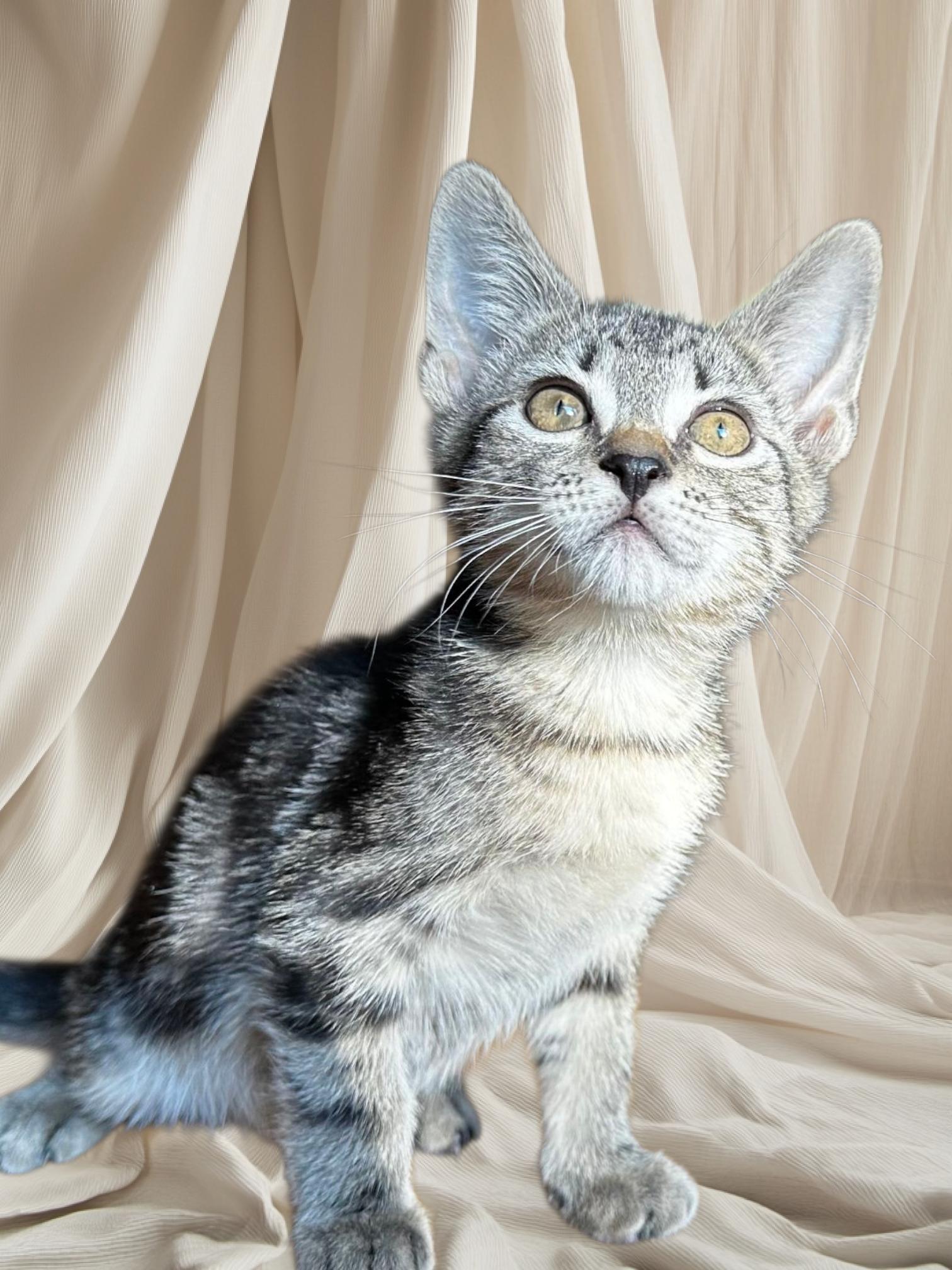 Leaf, an adoptable Domestic Short Hair in Cranbrook, BC, V1C 6P7 | Photo Image 5