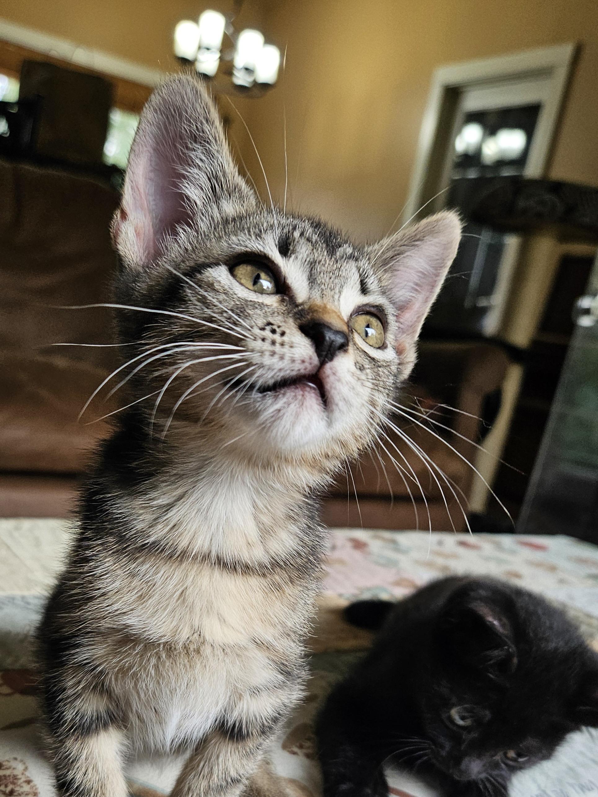 Leaf, an adoptable Domestic Short Hair in Cranbrook, BC, V1C 6P7 | Photo Image 2