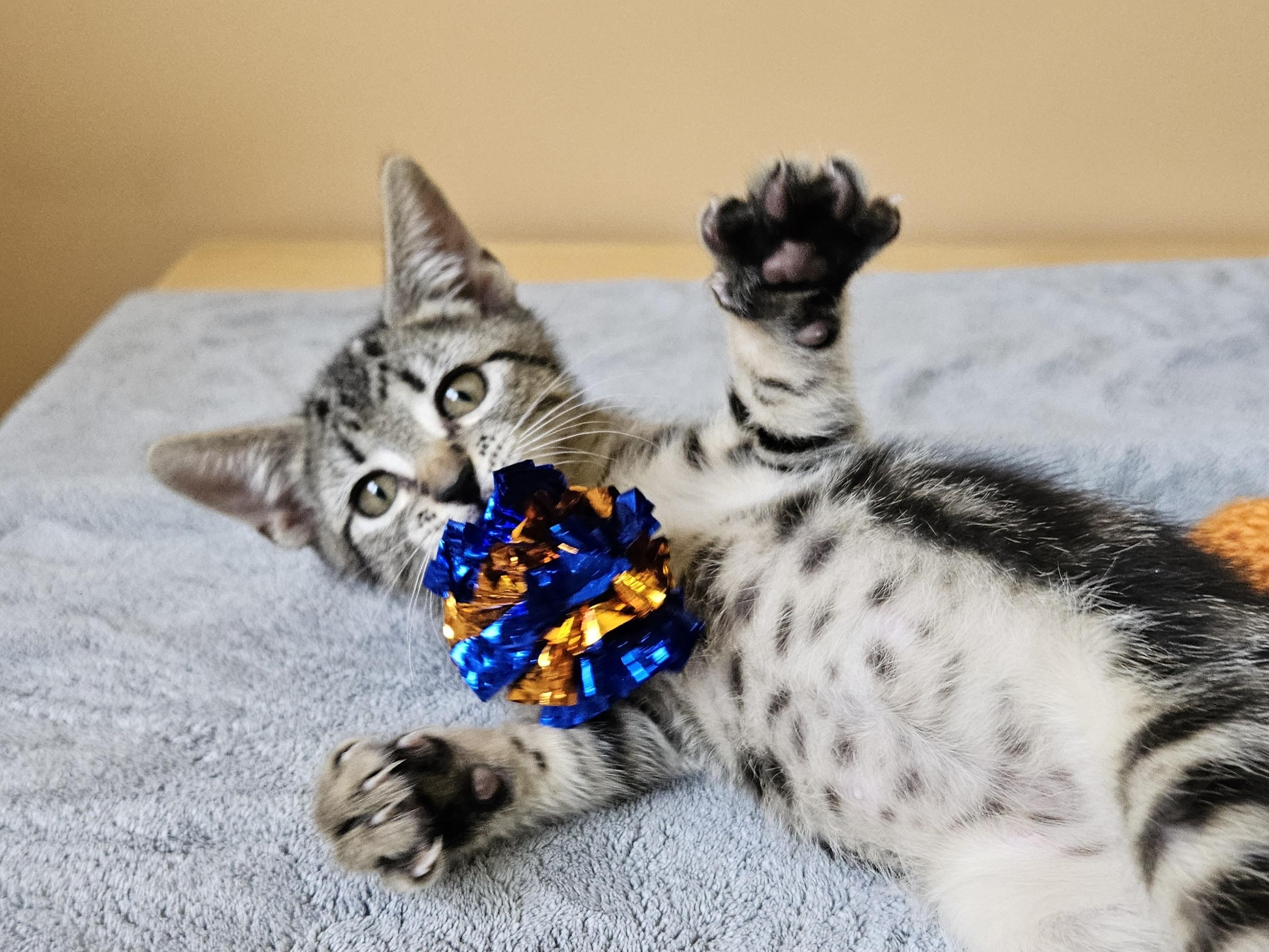 Leaf, an adoptable Domestic Short Hair in Cranbrook, BC, V1C 6P7 | Photo Image 3