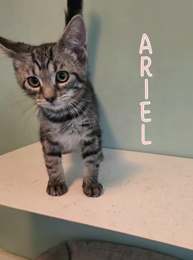 Ariel photo
