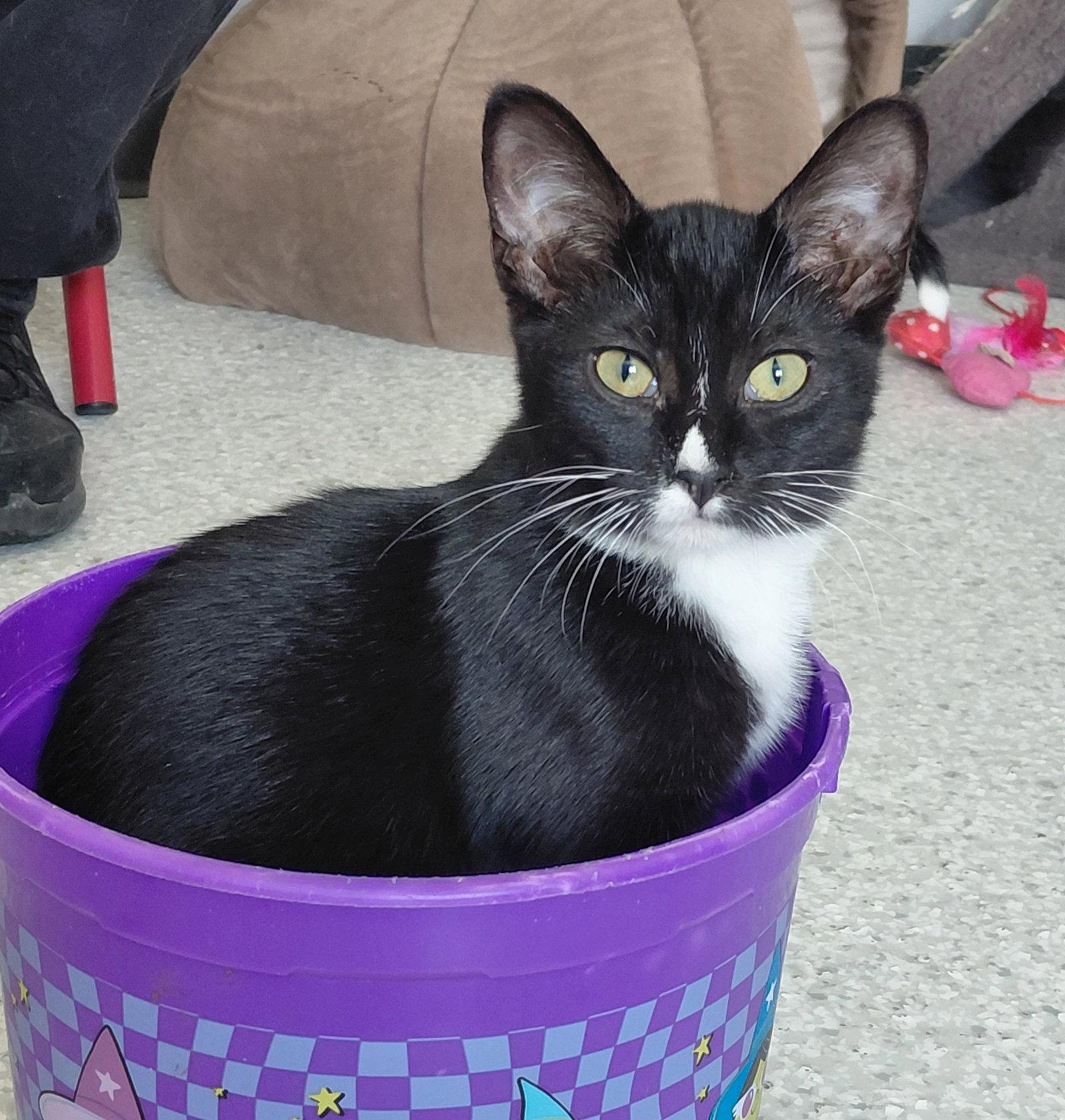 Sydney, Adoptable, Kitten Female Domestic Short Hair.