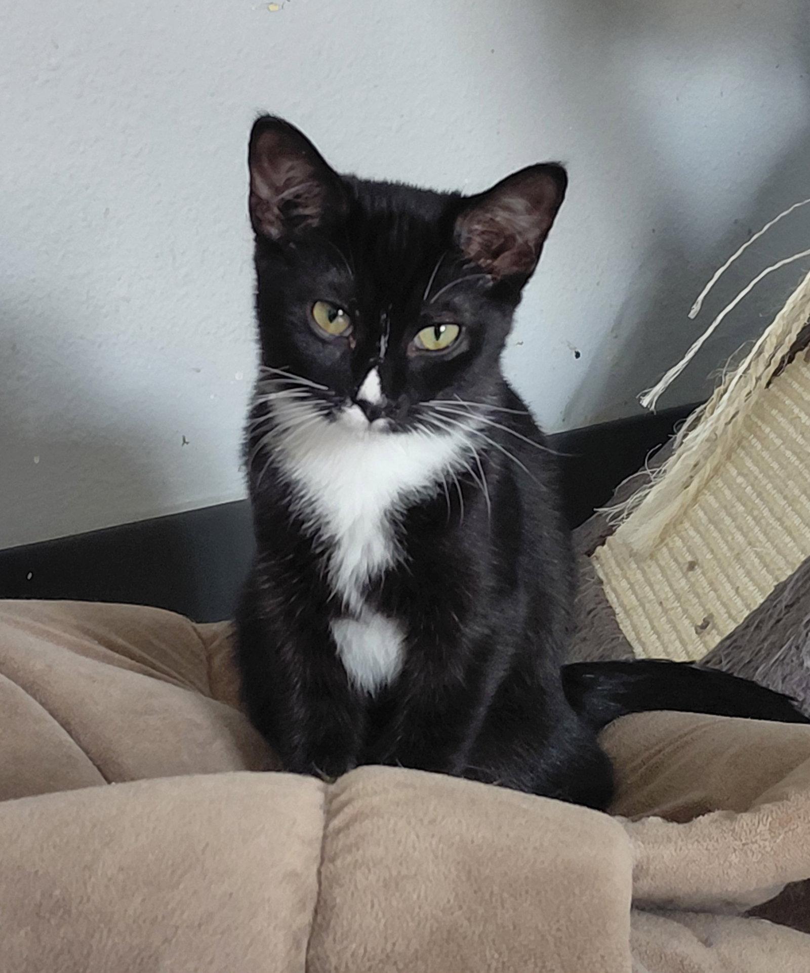 Sydney, a Adoptable Domestic Short Hair in Montello, WI image 2/3