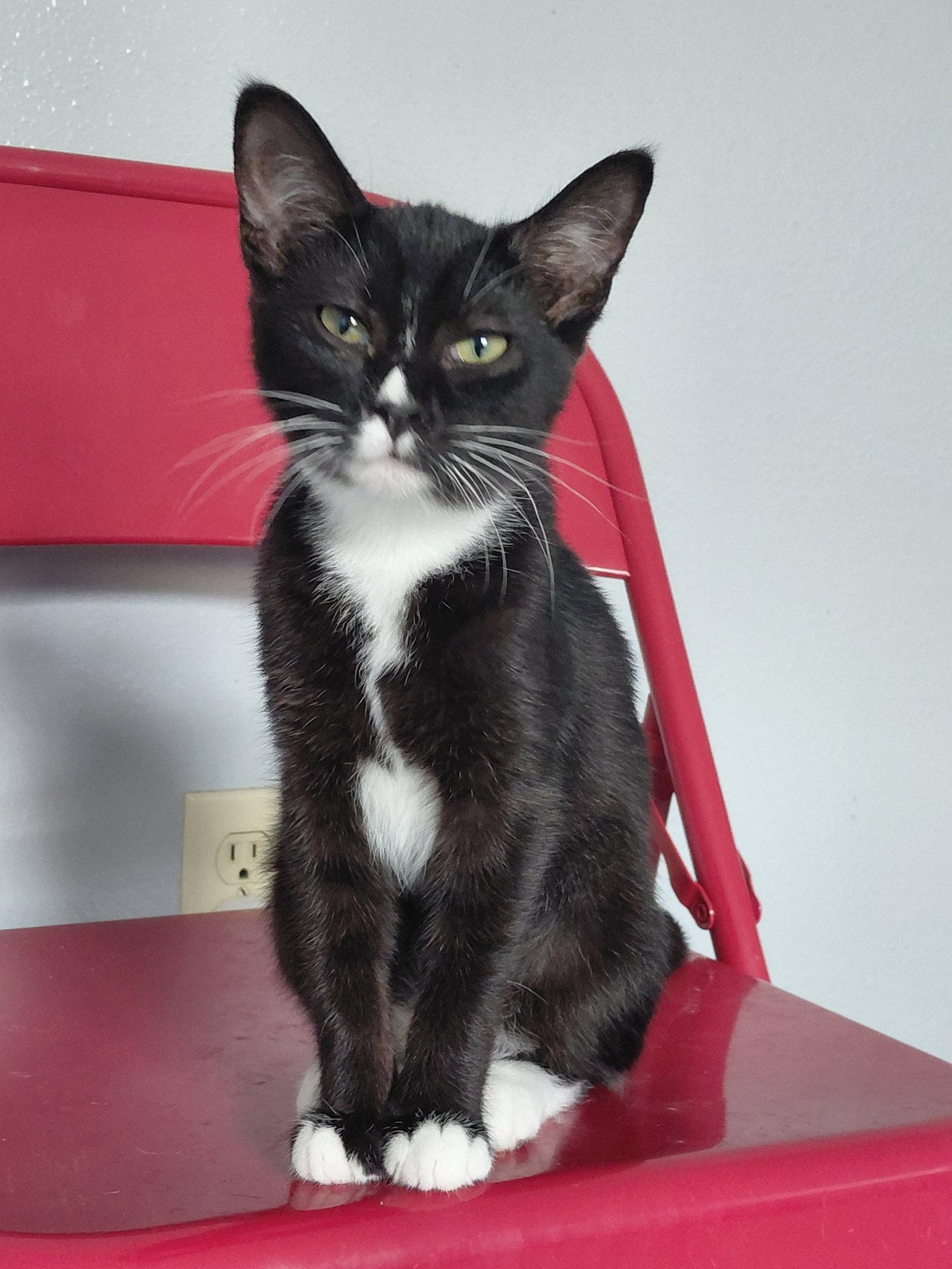 Sydney, a Adoptable Domestic Short Hair in Montello, WI image 3/3