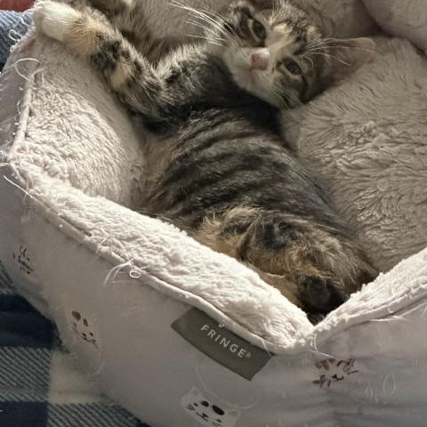 Millie, Adopted, Kitten Female Domestic Short Hair.