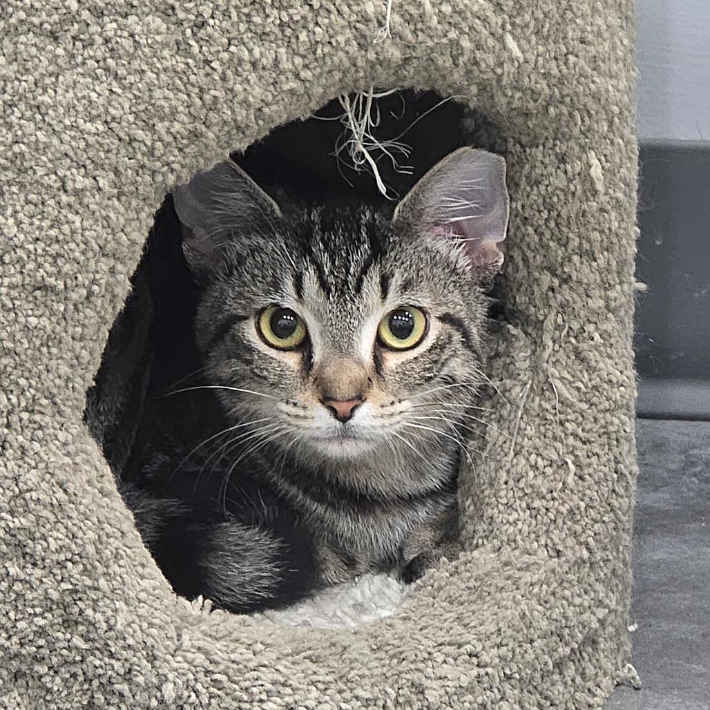 Enlarge Rascal, a Adoptable Domestic Short Hair in Fairmont, WV image 1/1