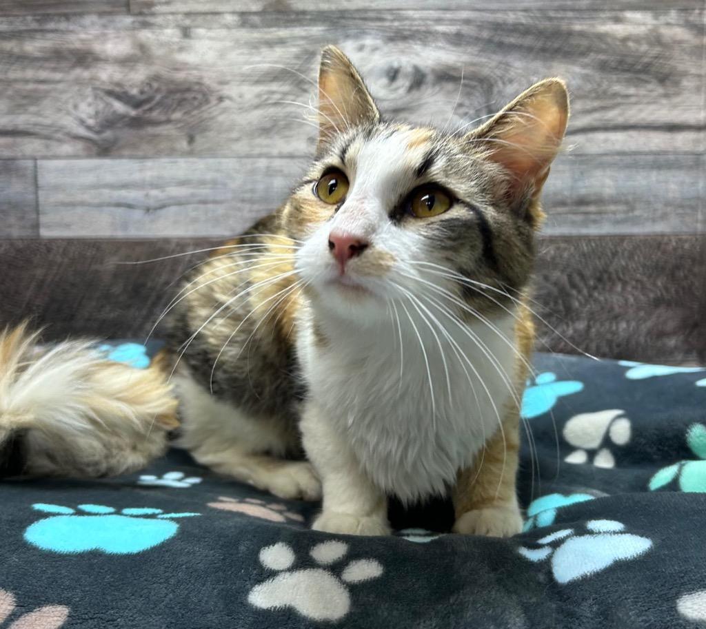 Peaches, Adoptable, Young Female Domestic Medium Hair.