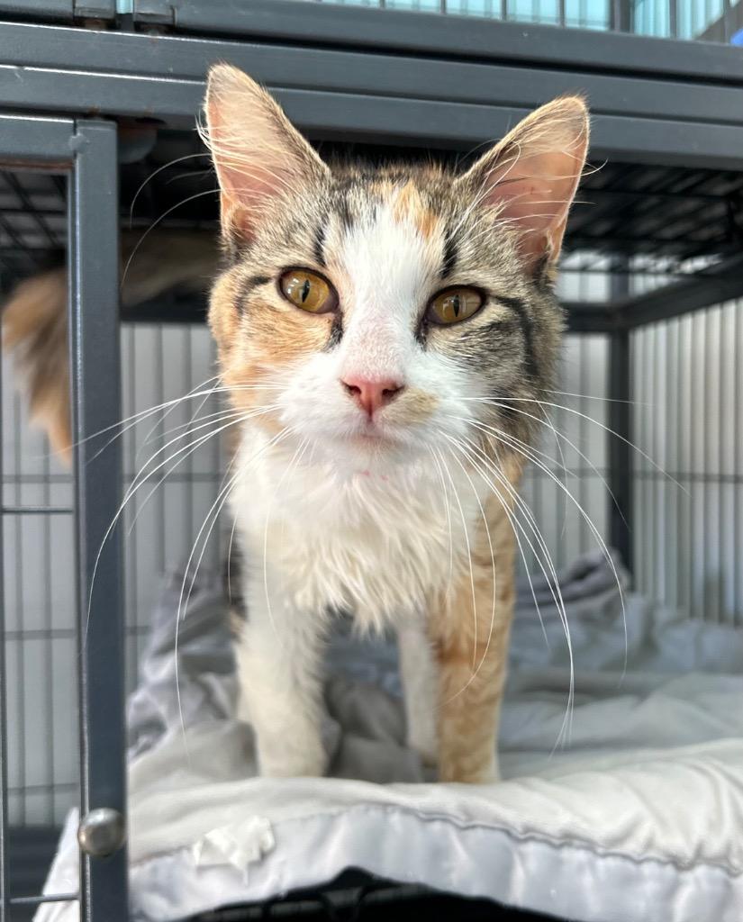 Peaches, a Adoptable mixed breed in Washington Court House, OH image 2/2