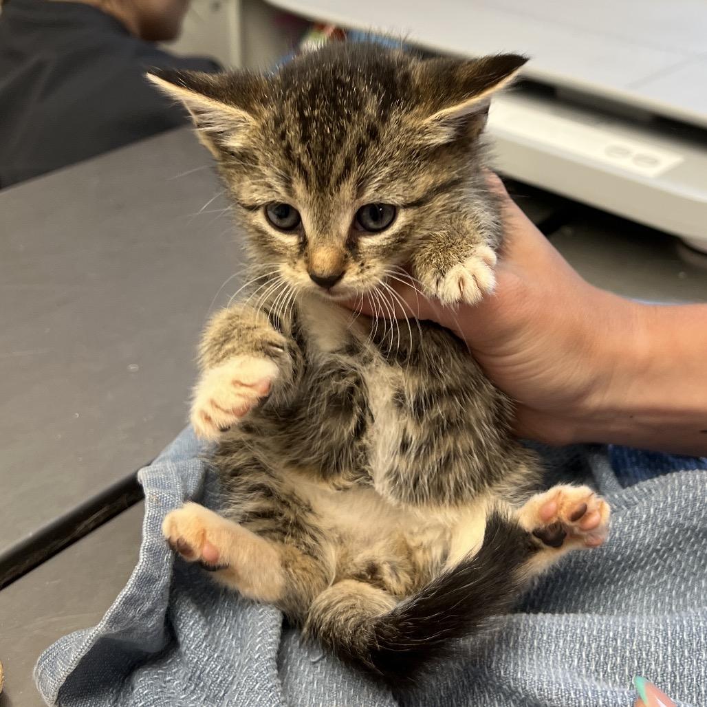 Big Mac, Adoptable, Young Female Domestic Short Hair.