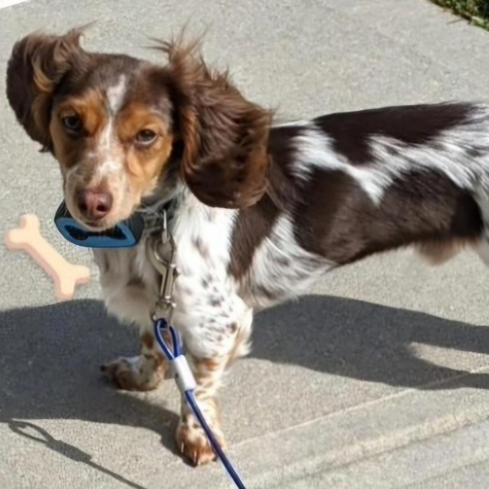 Husker, a Adoptable Dachshund in Omaha, NE image 2/2