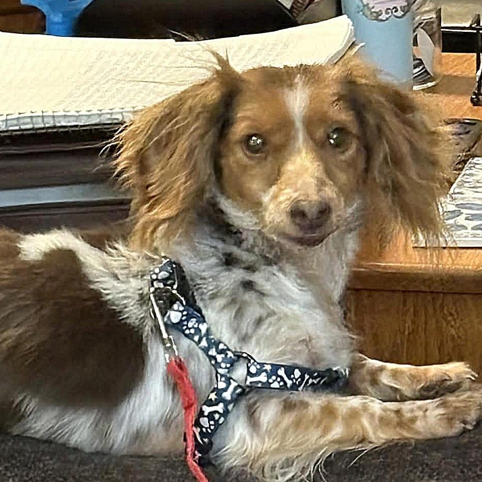 Husker, Adoptable, Adult Male Dachshund.