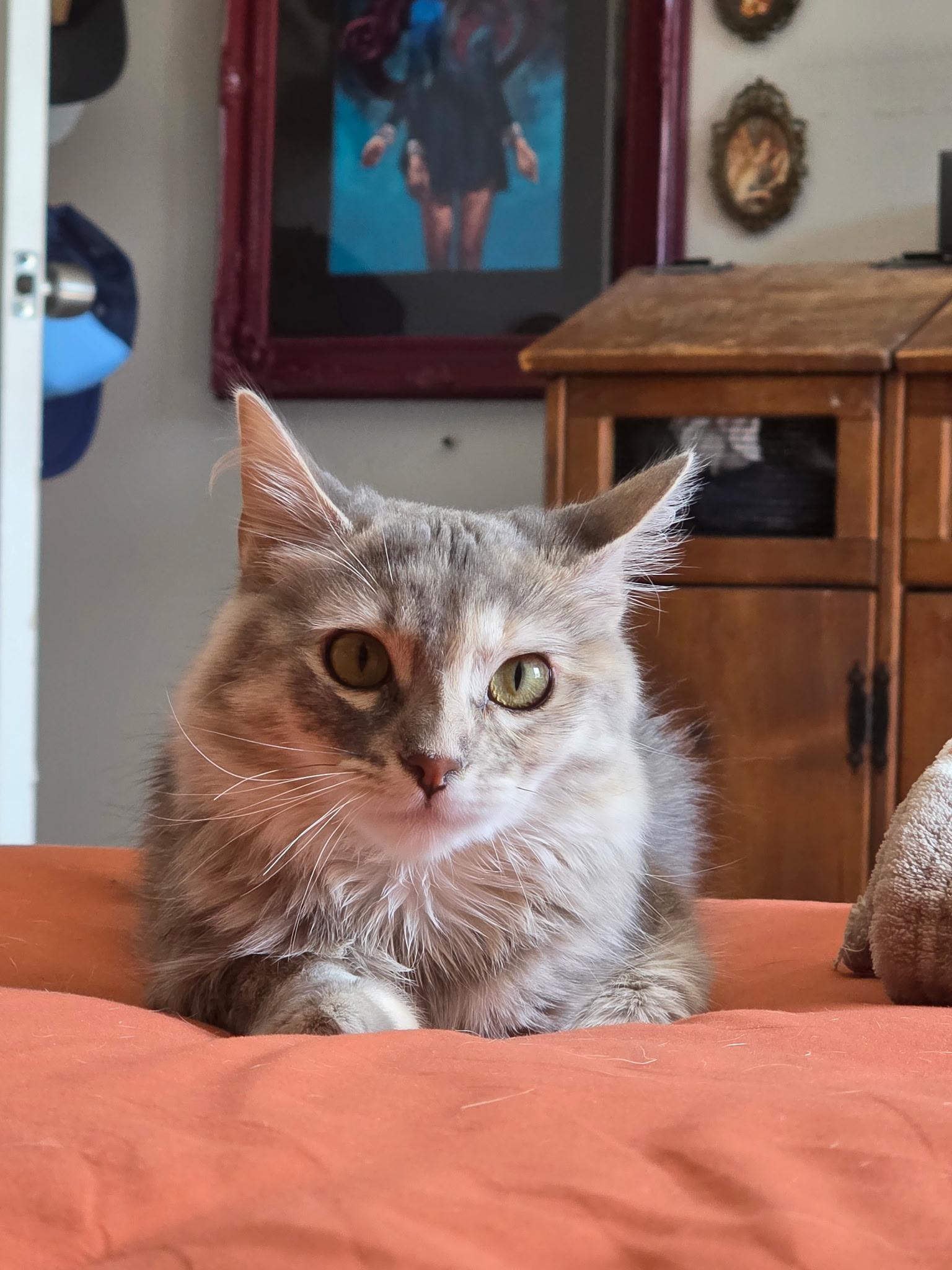 Enlarge Lily, a Adopted mixed breed in San Pedro, CA image 2/2