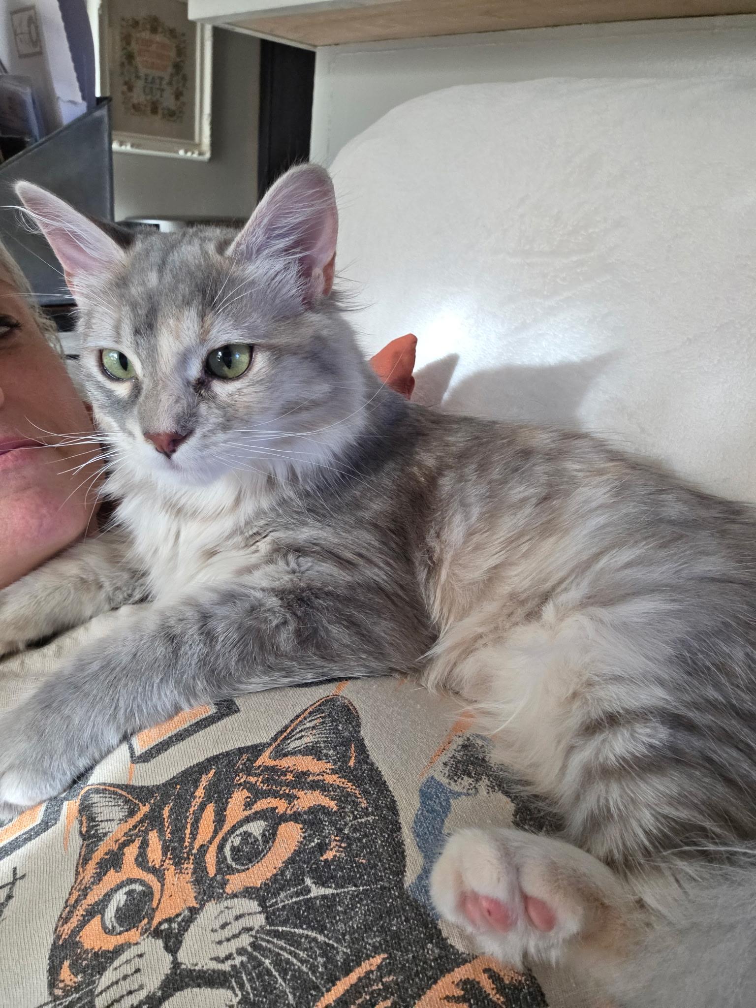 Lily, Adopted, Adult Female Domestic Medium Hair.