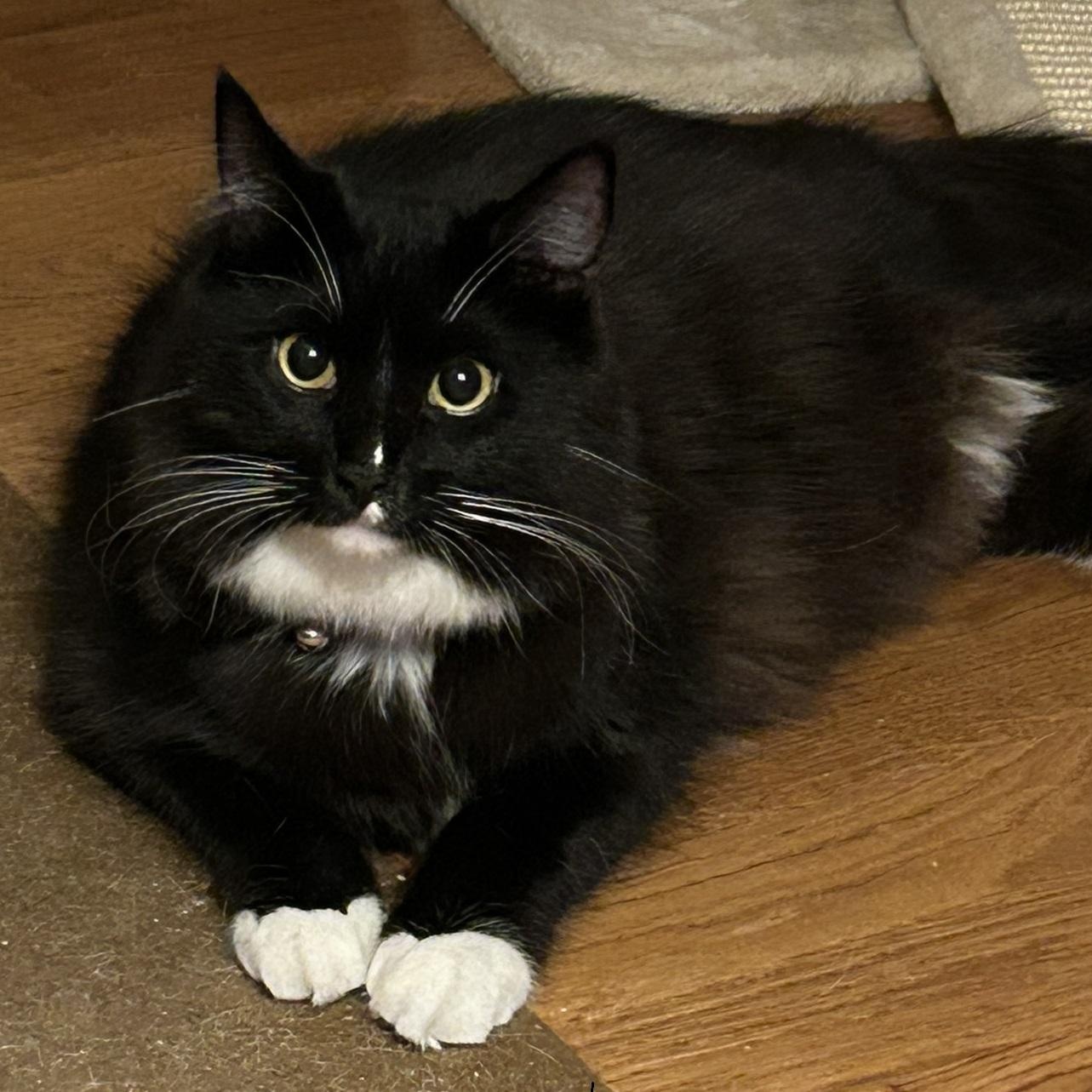 Enlarge Ruiz, a ADOPTABLE Domestic Long Hair in North Hollywood, CA image 4/6