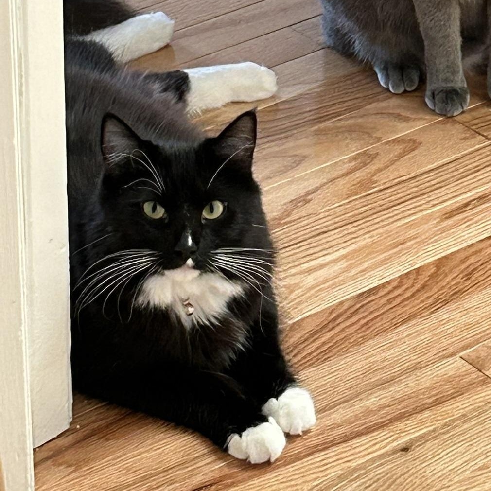 Enlarge Ruiz, a ADOPTABLE Domestic Long Hair in North Hollywood, CA image 5/6