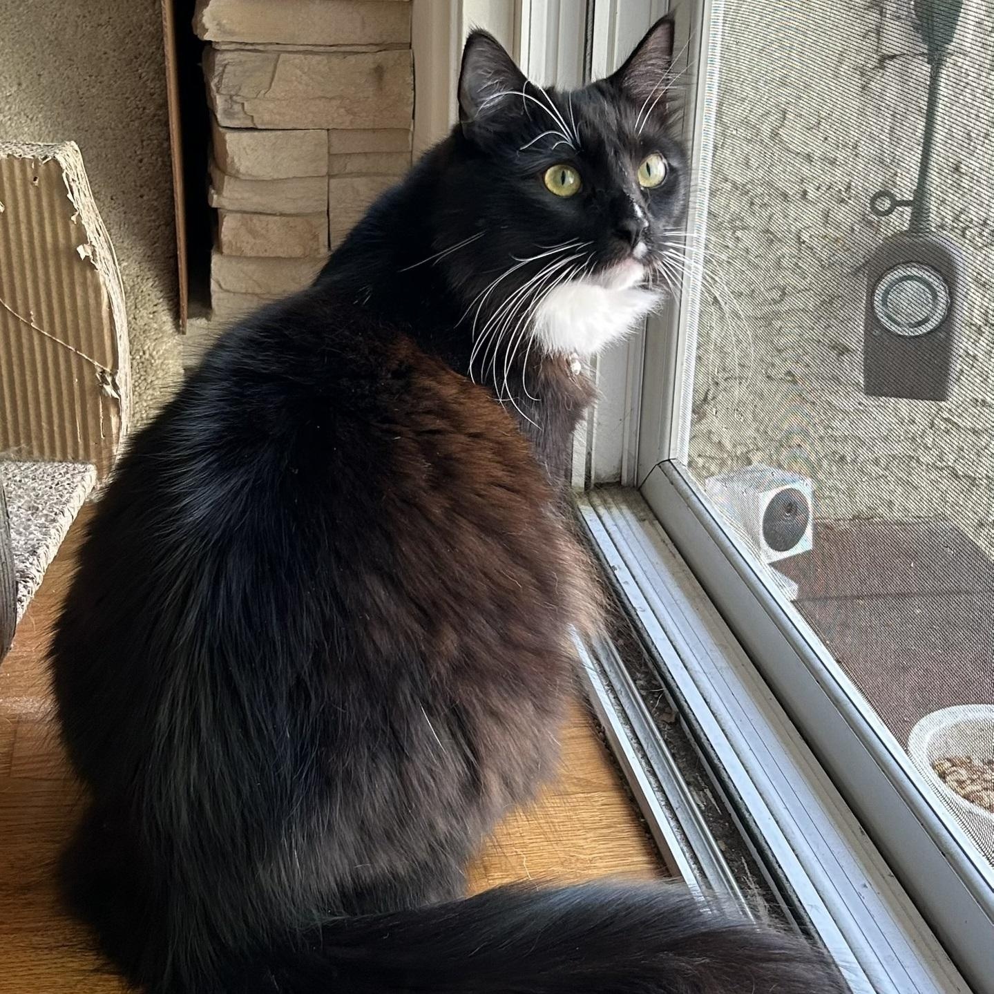 Enlarge Ruiz, a ADOPTABLE Domestic Long Hair in North Hollywood, CA image 3/6