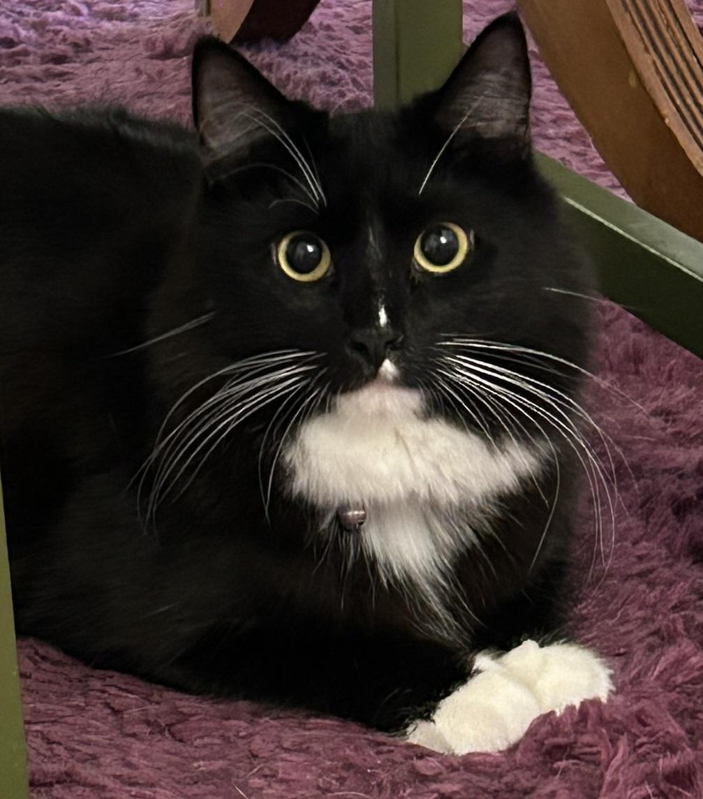 Ruiz, ADOPTABLE, Young Male Domestic Long Hair.