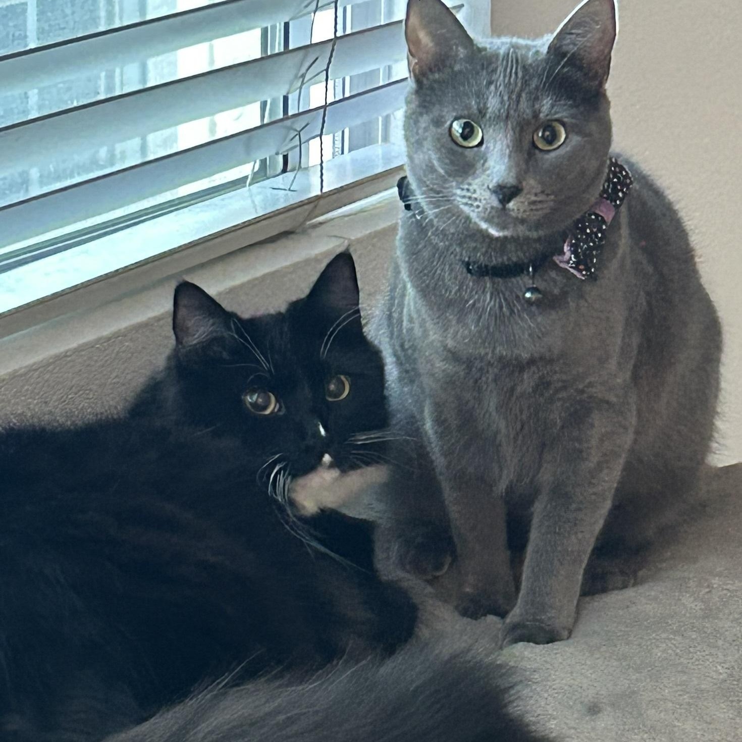 Enlarge Ruiz, a ADOPTABLE Domestic Long Hair in North Hollywood, CA image 2/6