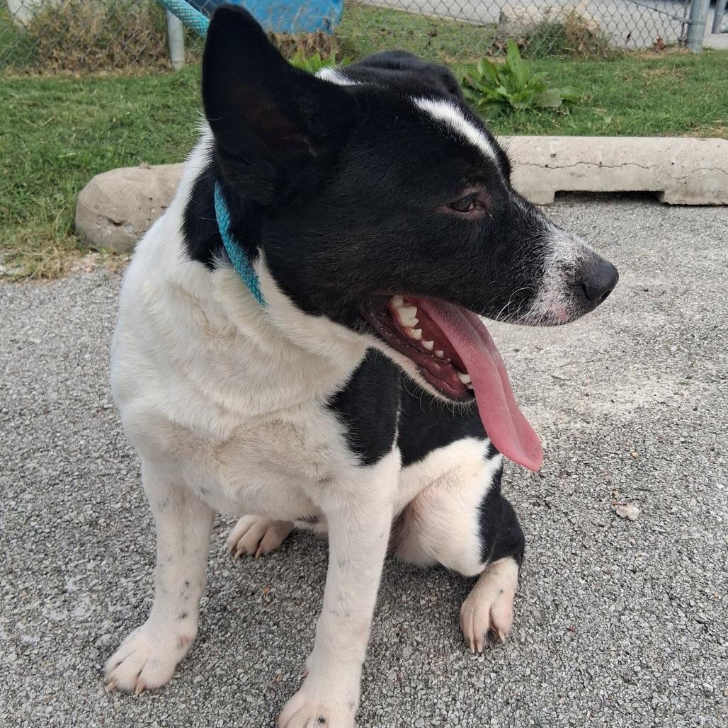 Bellatrix, Adoptable, Young Female Border Collie & Cattle Dog.