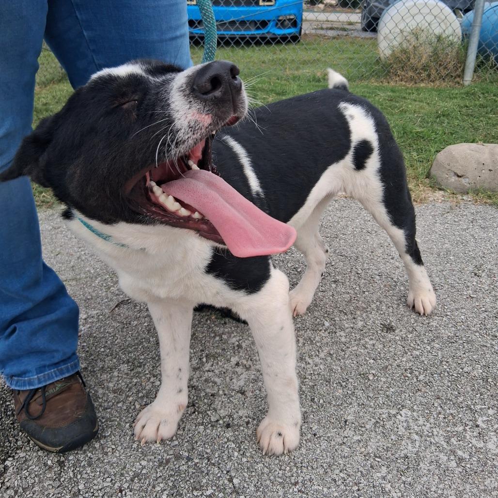 Enlarge Bellatrix, a Adoptable mixed breed in Vinita, OK image 2/5