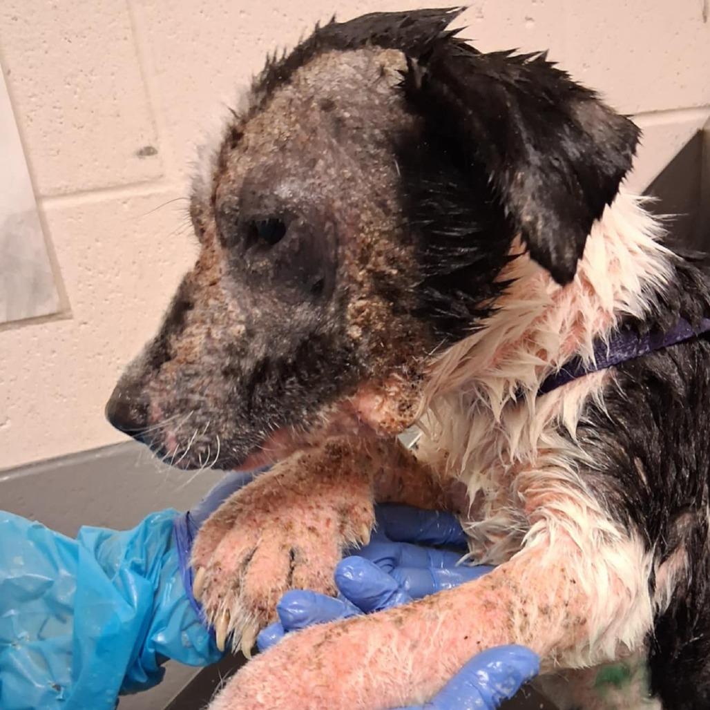 Enlarge Bellatrix, a Adoptable mixed breed in Vinita, OK image 3/5